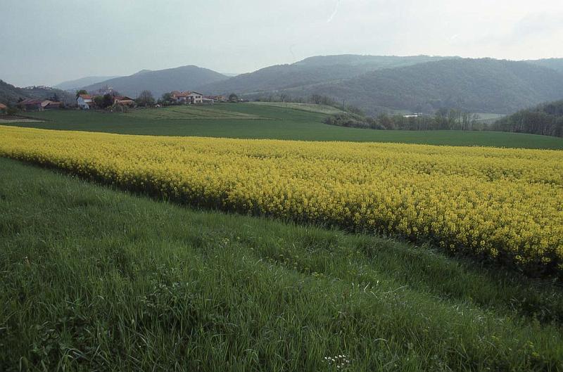 RWT 0275 318-28 France Yellow Fields.jpg